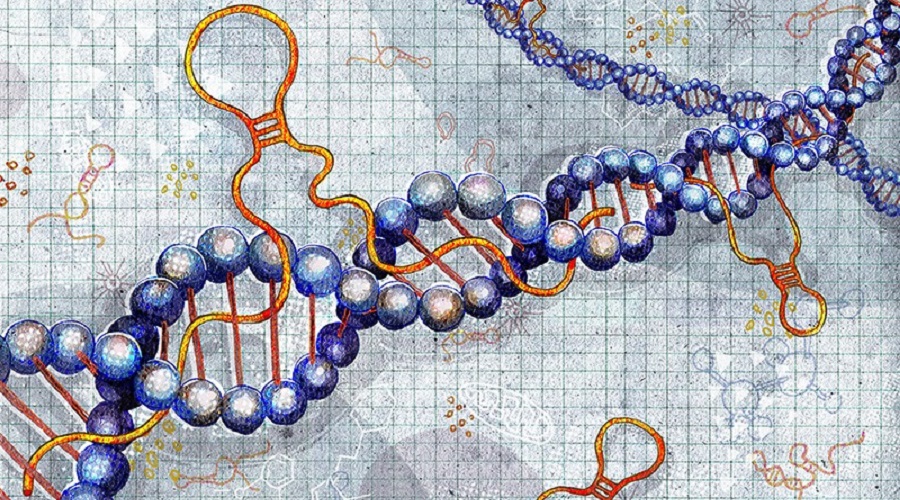 lncrna review 2